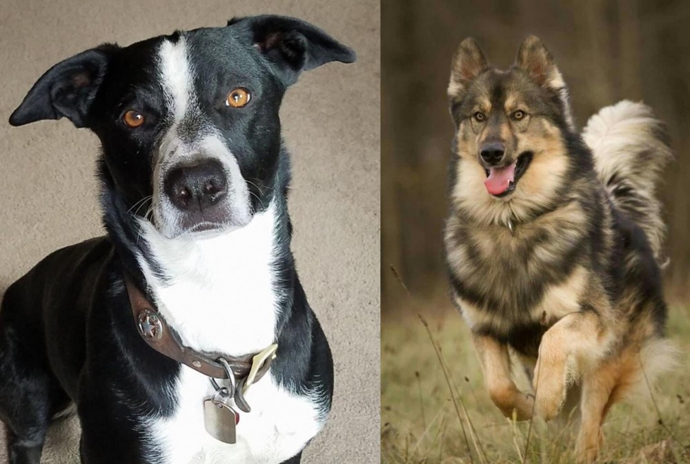 Native American Indian Dog vs McNab - Breed Comparison