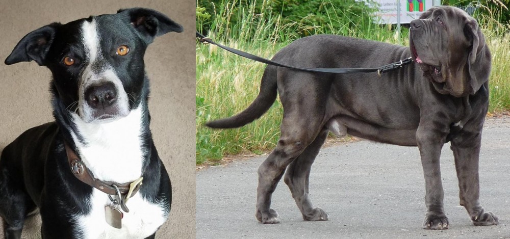 Neapolitan Mastiff vs McNab - Breed Comparison