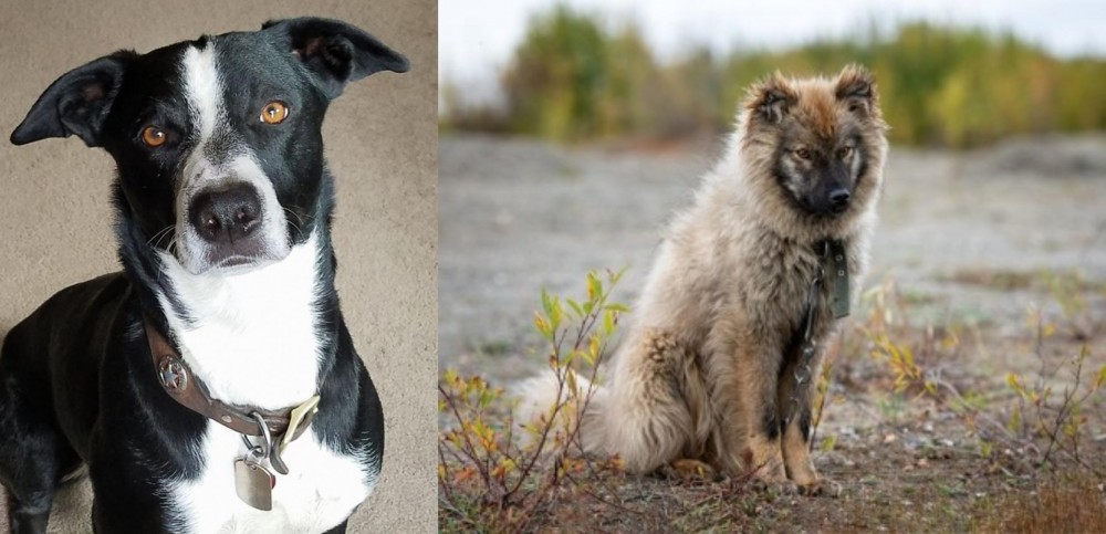 Nenets Herding Laika vs McNab - Breed Comparison