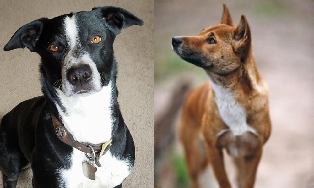 New Guinea Singing Dog vs McNab - Breed Comparison