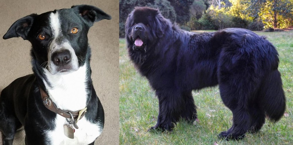 Newfoundland Dog vs McNab - Breed Comparison