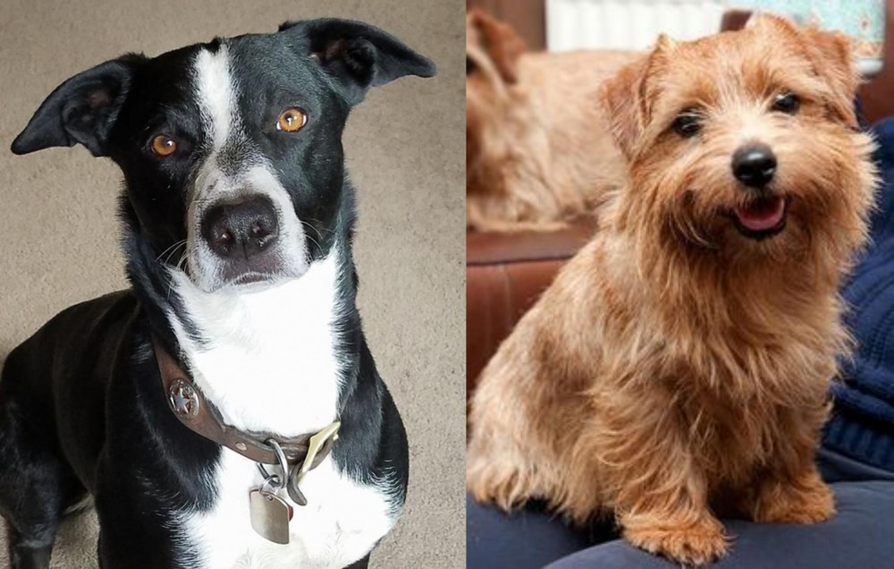 Norfolk Terrier vs McNab - Breed Comparison