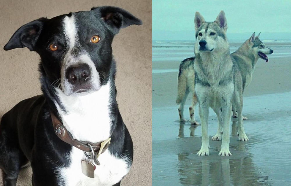 Northern Inuit Dog vs McNab - Breed Comparison