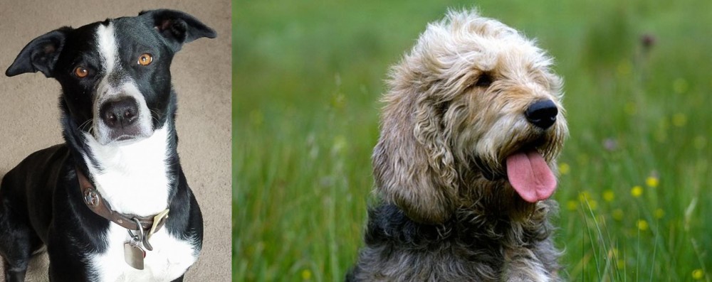 Otterhound vs McNab - Breed Comparison