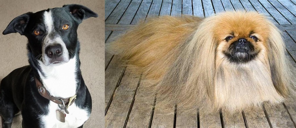 Pekingese vs McNab - Breed Comparison