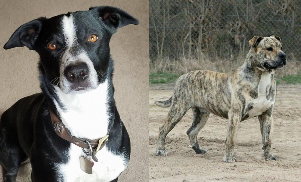 Perro de Presa Mallorquin vs McNab - Breed Comparison