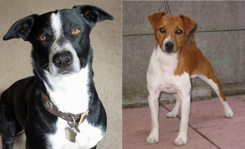 Plummer Terrier vs McNab - Breed Comparison