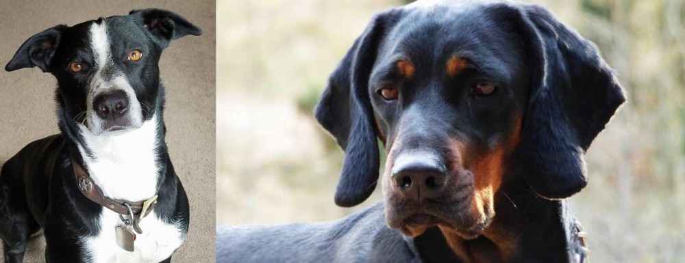 Polish Hunting Dog vs McNab - Breed Comparison
