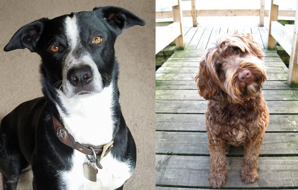 Portuguese Water Dog vs McNab - Breed Comparison