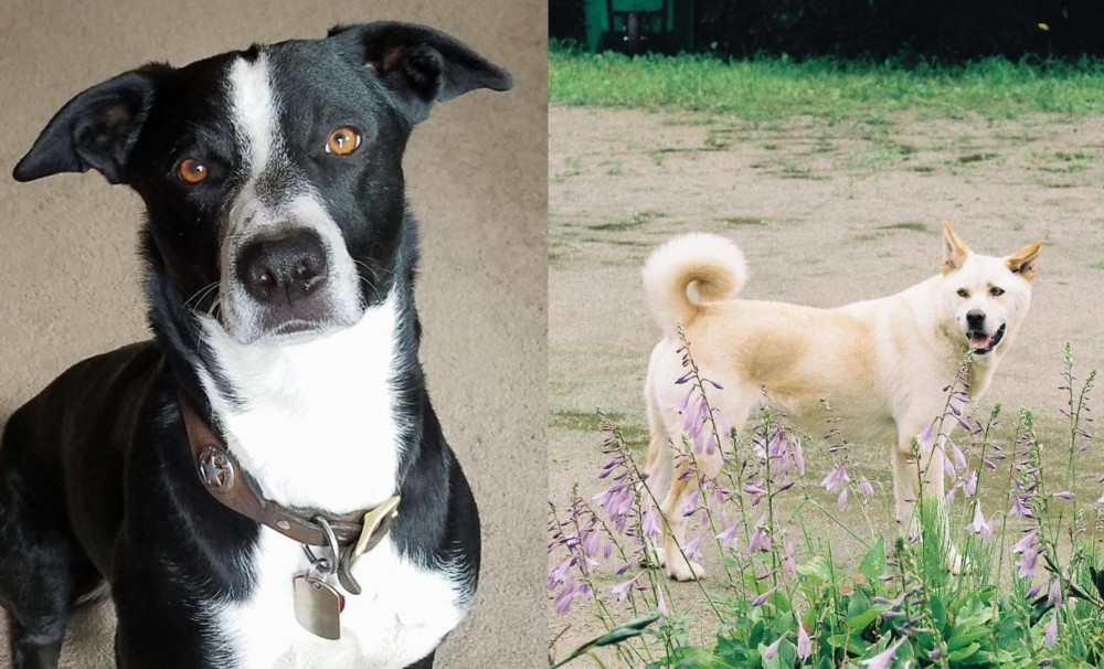 Pungsan Dog vs McNab - Breed Comparison