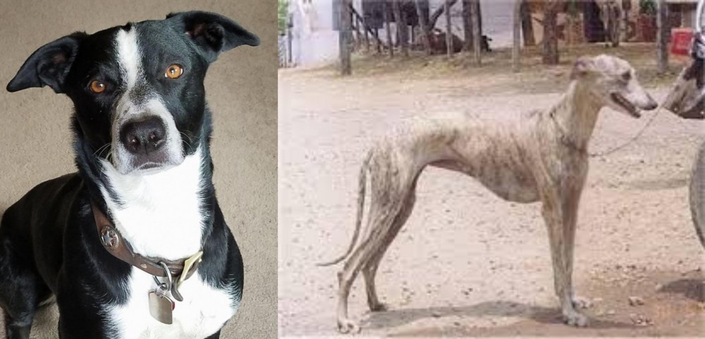 Rampur Greyhound vs McNab - Breed Comparison