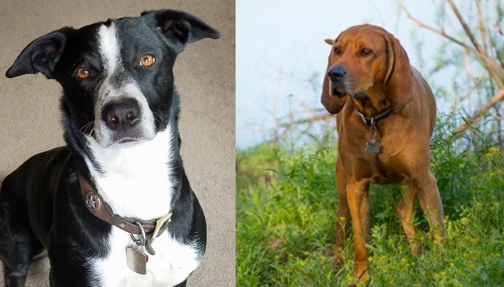 Redbone Coonhound vs McNab - Breed Comparison
