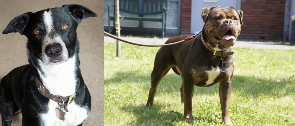 Renascence Bulldogge vs McNab - Breed Comparison