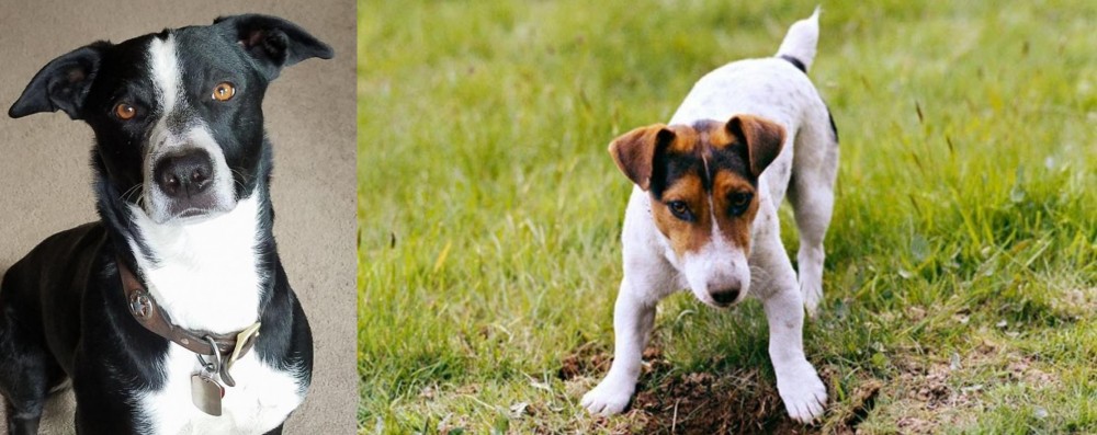 Russell Terrier vs McNab - Breed Comparison