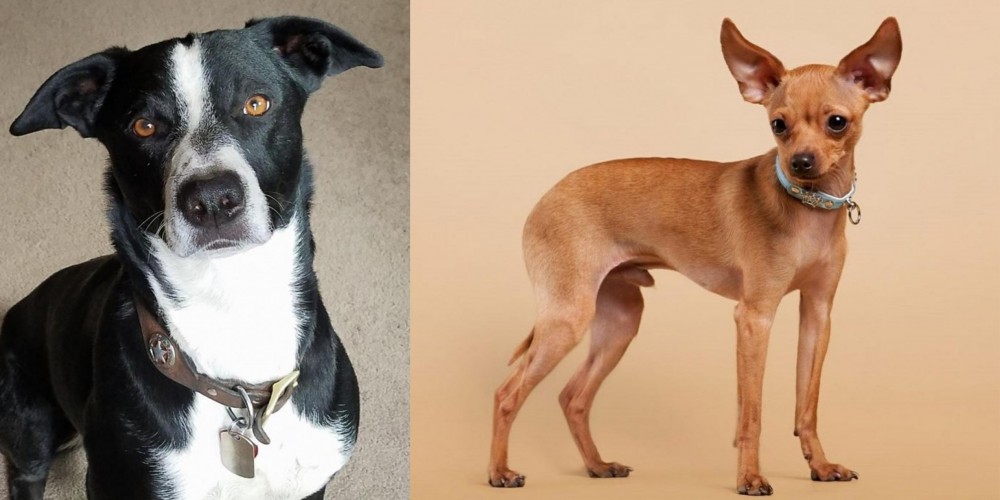 Russian Toy Terrier vs McNab - Breed Comparison