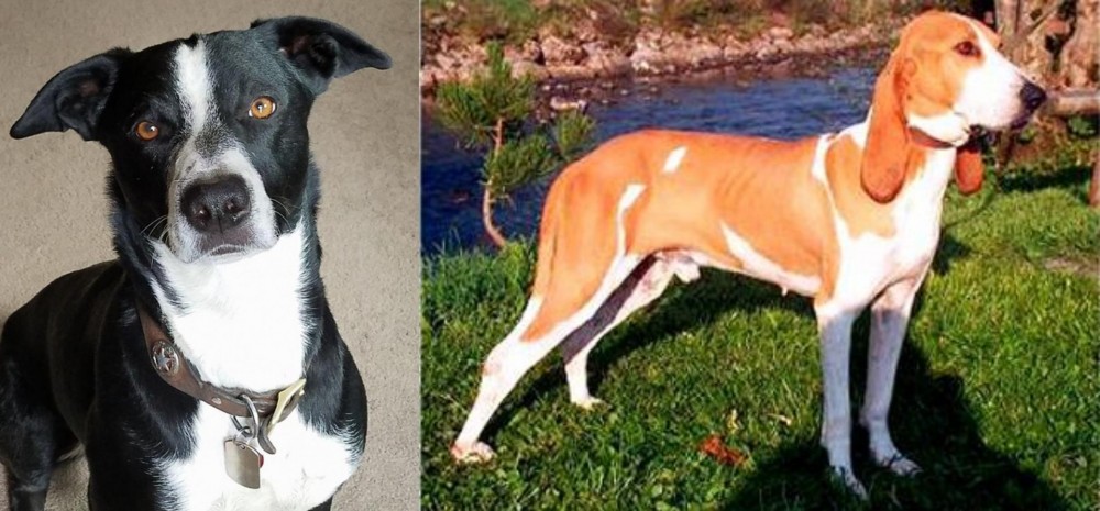 Schweizer Laufhund vs McNab - Breed Comparison