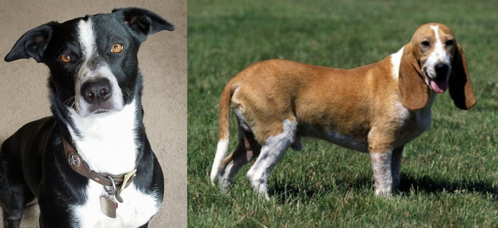 Schweizer Niederlaufhund vs McNab - Breed Comparison