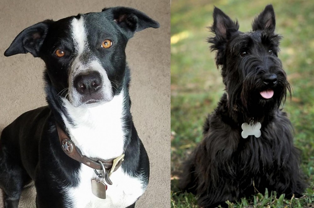 Scoland Terrier vs McNab - Breed Comparison