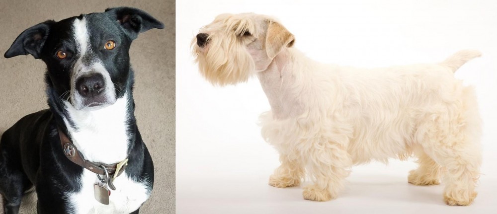 Sealyham Terrier vs McNab - Breed Comparison