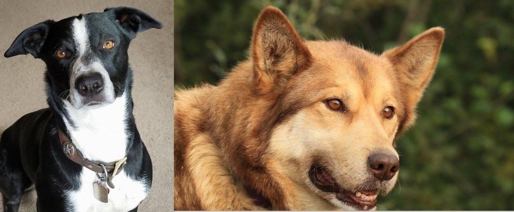 Seppala Siberian Sleddog vs McNab - Breed Comparison