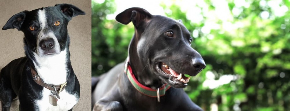 Shepard Labrador vs McNab - Breed Comparison
