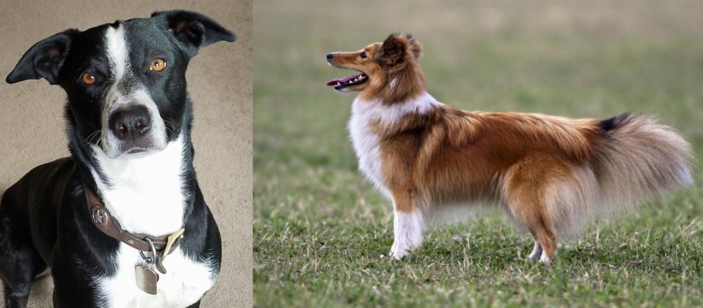Shetland Sheepdog vs McNab - Breed Comparison