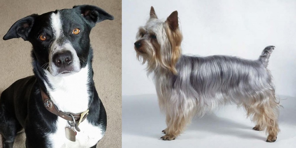 Silky Terrier vs McNab - Breed Comparison