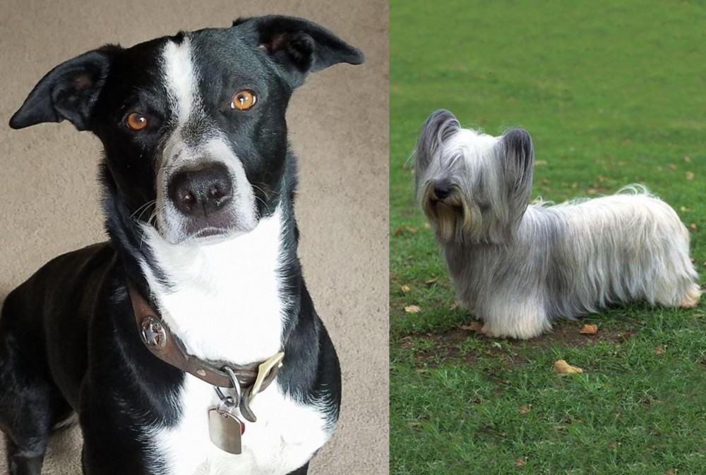 Skye Terrier vs McNab - Breed Comparison
