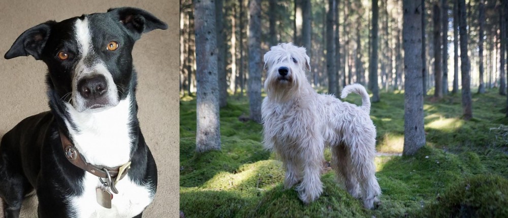 Soft-Coated Wheaten Terrier vs McNab - Breed Comparison