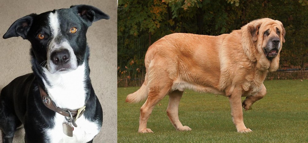 Spanish Mastiff vs McNab - Breed Comparison