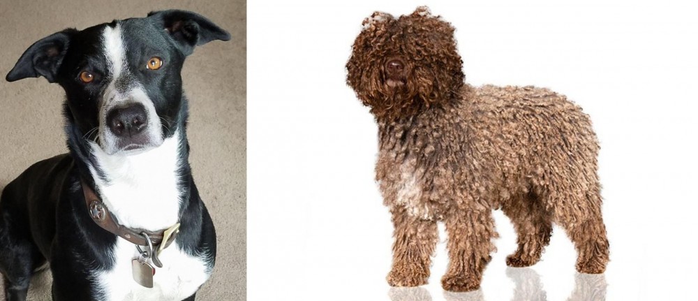 Spanish Water Dog vs McNab - Breed Comparison