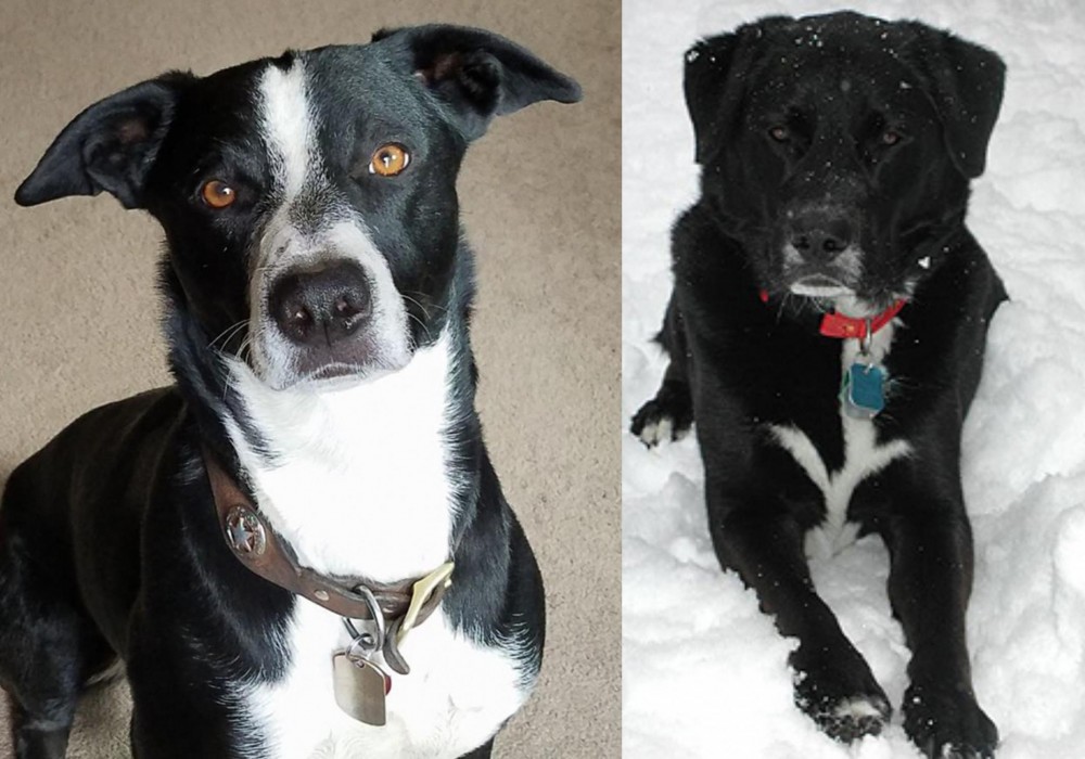 St. John's Water Dog vs McNab - Breed Comparison