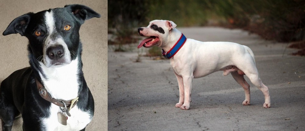 Staffordshire Bull Terrier vs McNab - Breed Comparison