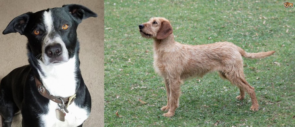 Styrian Coarse Haired Hound vs McNab - Breed Comparison