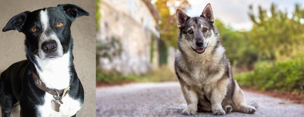 Swedish Vallhund vs McNab - Breed Comparison
