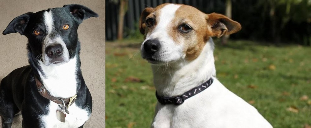 Tenterfield Terrier vs McNab - Breed Comparison