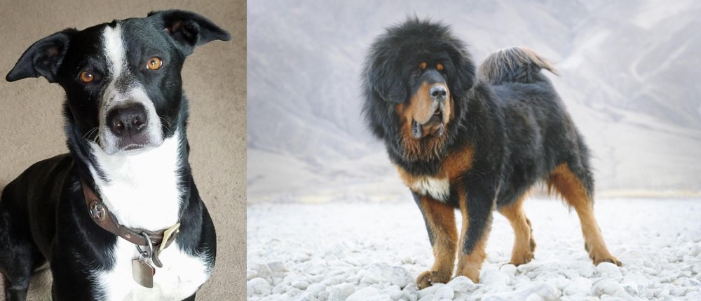 Tibetan Mastiff vs McNab - Breed Comparison