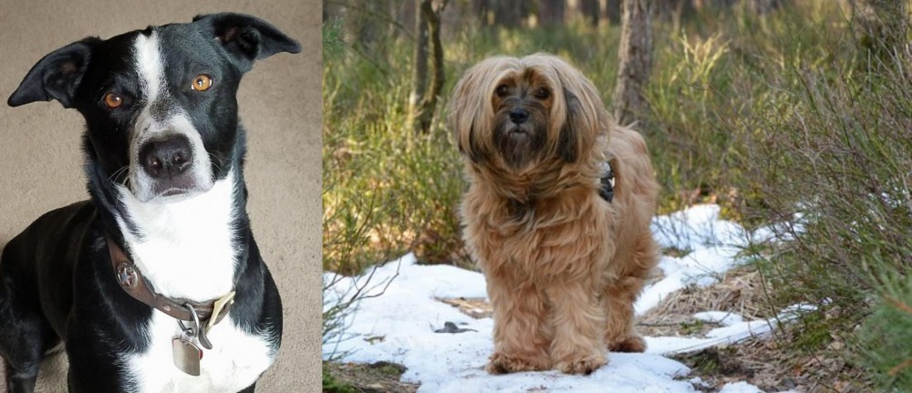 Tibetan Terrier vs McNab - Breed Comparison