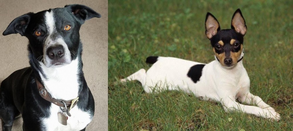 Toy Fox Terrier vs McNab - Breed Comparison