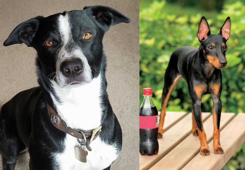 Toy Manchester Terrier vs McNab - Breed Comparison