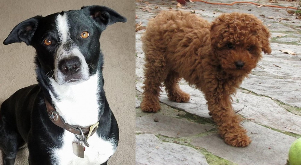 Toy Poodle vs McNab - Breed Comparison