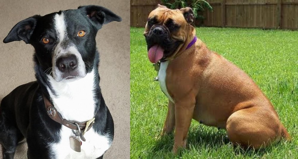 Valley Bulldog vs McNab - Breed Comparison