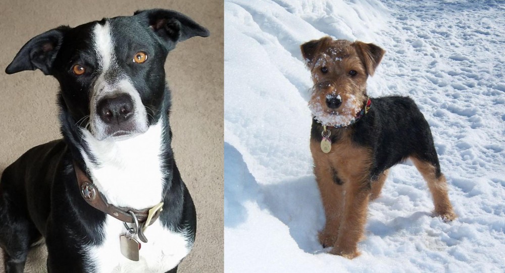 Welsh Terrier vs McNab - Breed Comparison