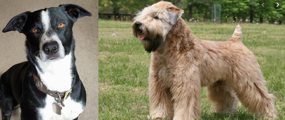 Wheaten Terrier vs McNab - Breed Comparison
