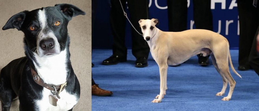 Whippet vs McNab - Breed Comparison