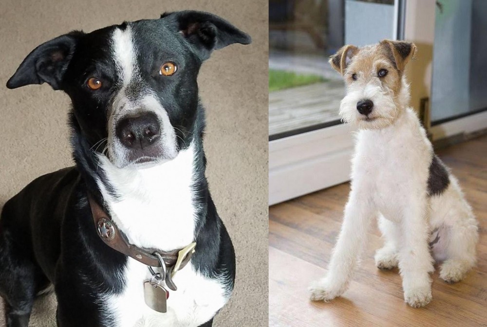 Wire Fox Terrier vs McNab - Breed Comparison