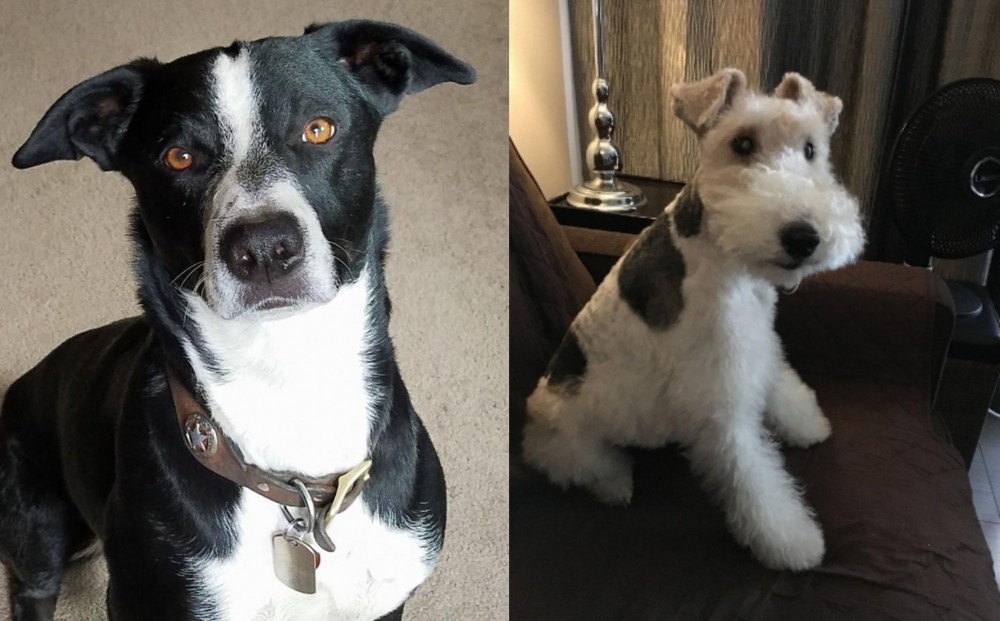 Wire Haired Fox Terrier vs McNab - Breed Comparison