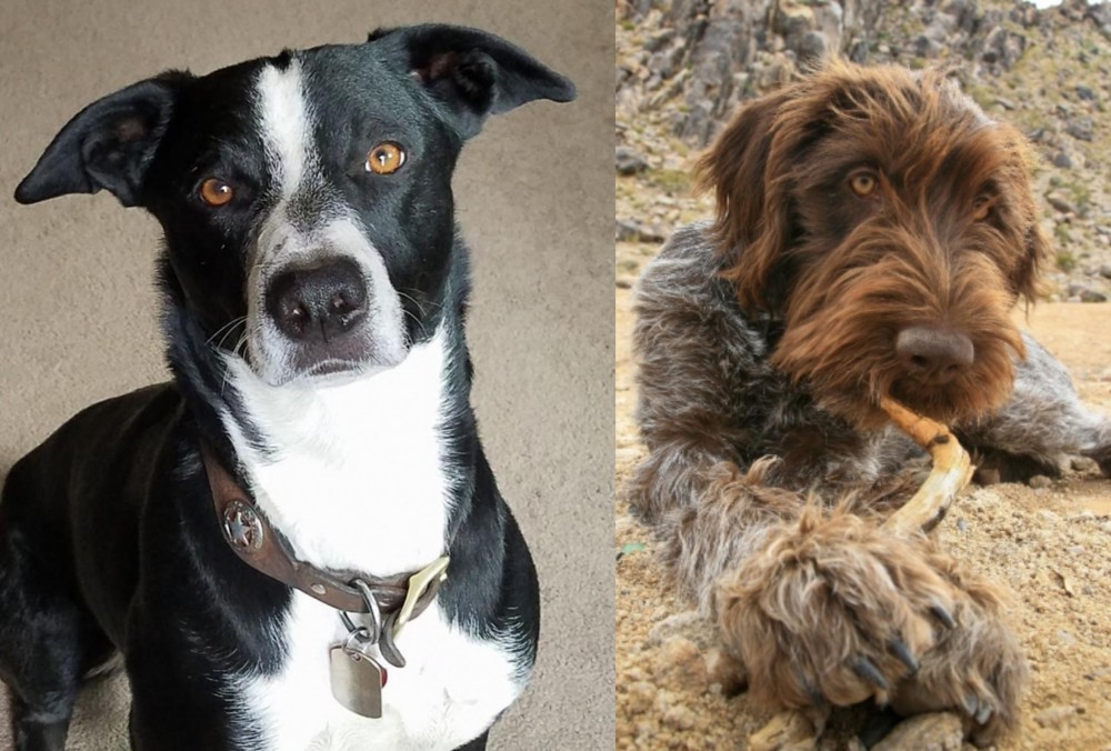 Wirehaired Pointing Griffon vs McNab - Breed Comparison