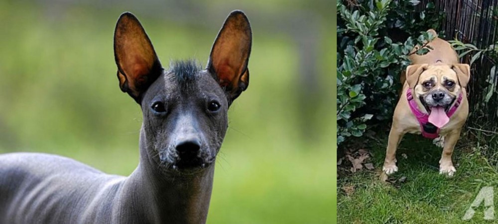 Beabull vs Mexican Hairless - Breed Comparison