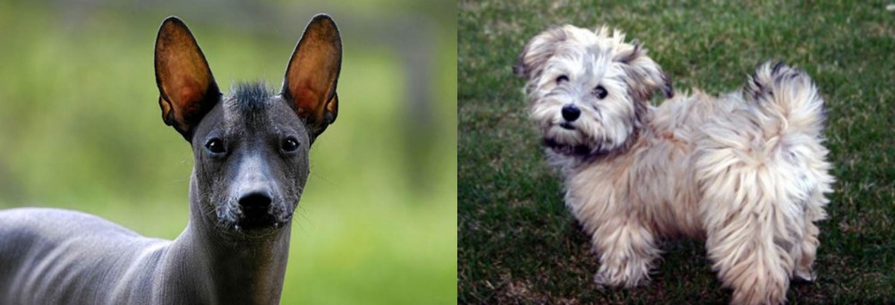 Havapoo vs Mexican Hairless - Breed Comparison